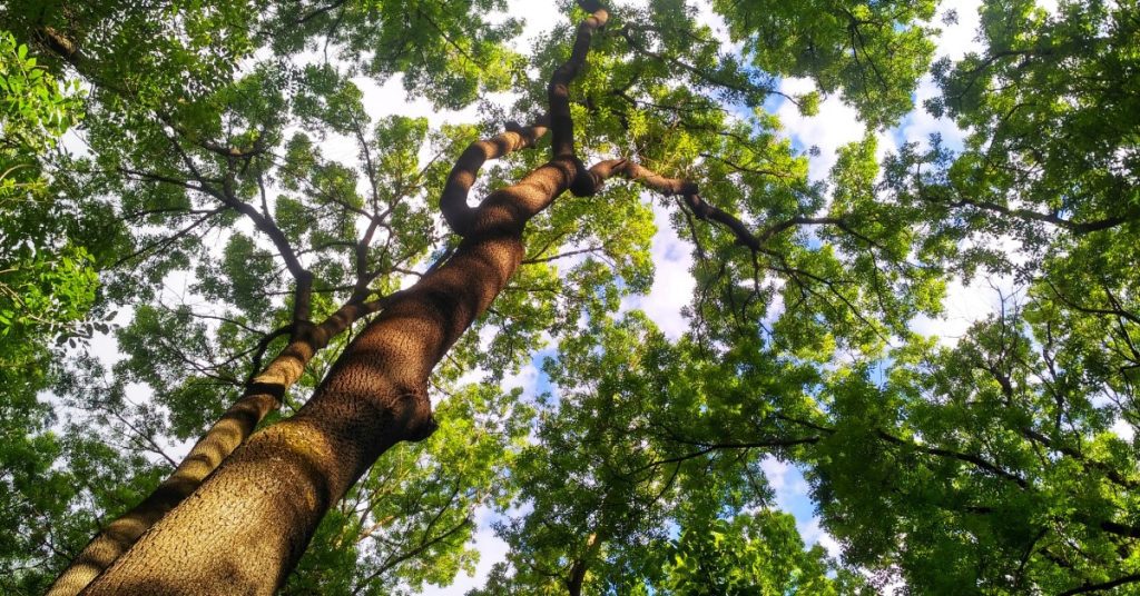 A close-up of a tree trunk with a view looking up at the canopy. The Ash Tree is healthy and full with green leaves.